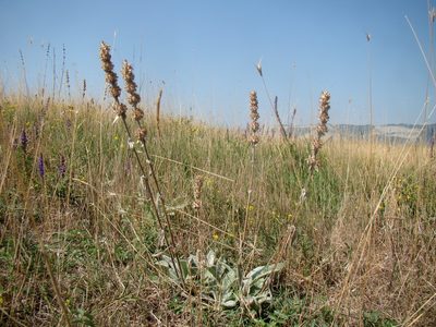 Stachys cretica, photographed by Юрий Данилевский (Yuriy Danilevsky)