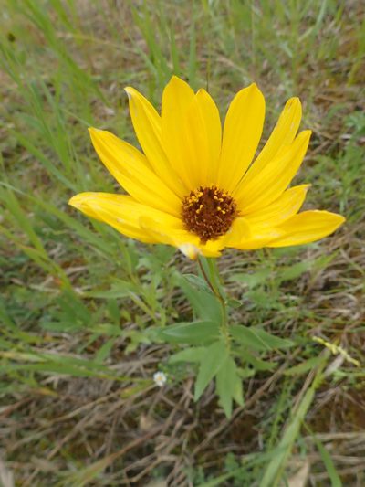 Helianthus nuttallii, photographed by Rob Foster