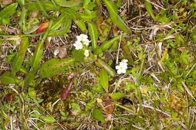 Androsace obtusifolia, photographed by Drepanostoma