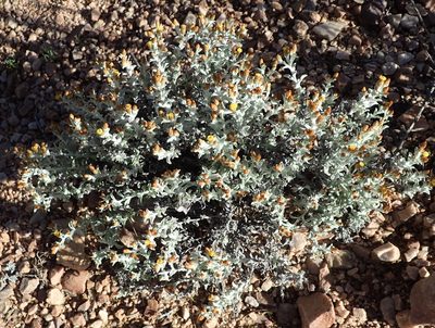 Helichrysum cylindriflorum, photographed by Nicola van Berkel