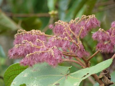 Heliocarpus americanus, photographed by Daniel van der Post