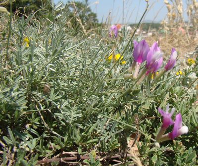 Astragalus subuliformis, photographed by Юрий Данилевский (Yuriy Danilevsky)