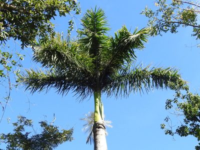 Roystonea regia, photographed by Sam Kieschnick