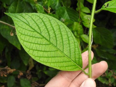 Heliotropium verdcourtii, photographed by Sam Kieschnick