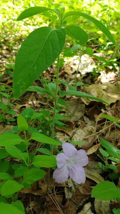Ruellia purshiana, photographed by Laura J. Costello