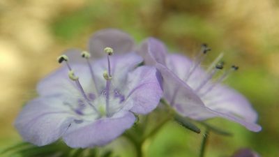 Phacelia maculata, photographed by Laura J. Costello