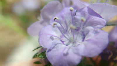 Phacelia maculata, photographed by Laura J. Costello