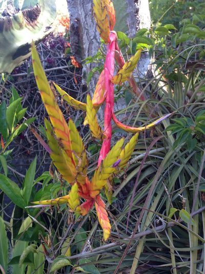 Tillandsia rodrigueziana, photographed by Matt Schultz