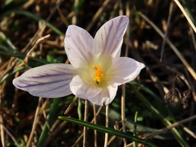 Crocus variegatus, photographed by Emanuele Santarelli