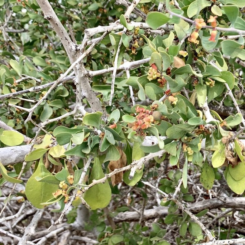Schoepfia californica, photographed by Bill Levine