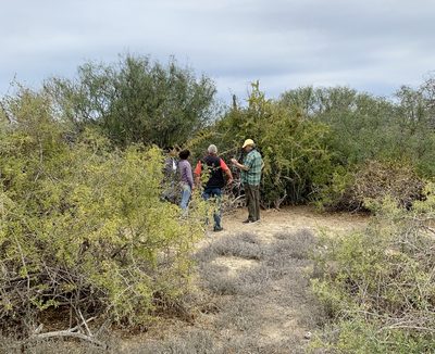 Schoepfia californica, photographed by Bill Levine
