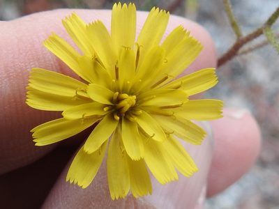 Hieracium megacephalon, photographed by Sam Kieschnick