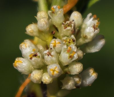 Cuscuta coryli, photographed by aarongunnar