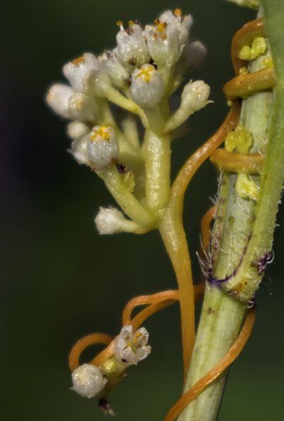 Cuscuta coryli, photographed by aarongunnar