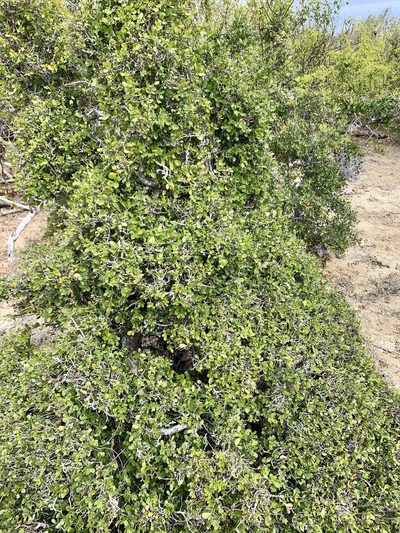 Diospyros intricata, photographed by Bill Levine