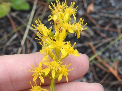 Solidago virgata, photographed by Sam Kieschnick