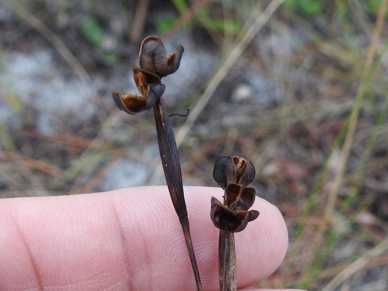 Sisyrinchium xerophyllum, photographed by Sam Kieschnick