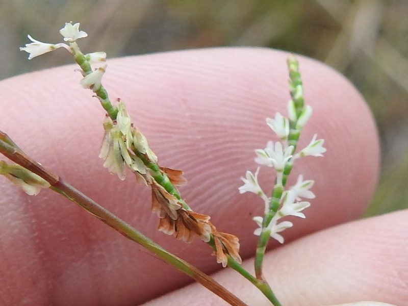 Polygonella ciliata, photographed by Sam Kieschnick