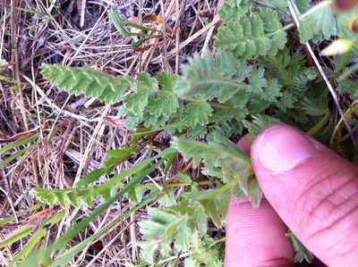 Potentilla marinensis, photographed by Scott Loarie
