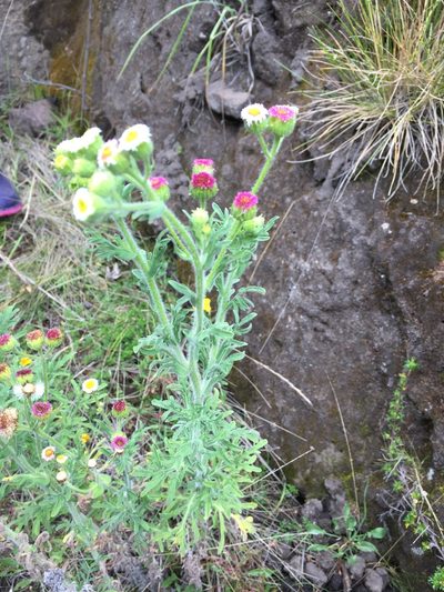 Erigeron apiculatus, photographed by Diego F. Cisneros-Heredia