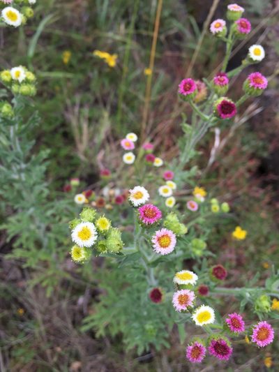 Erigeron apiculatus, photographed by Diego F. Cisneros-Heredia