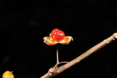 Celastrus kusanoi, photographed by Pieter Pelser