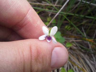 Viola lyallii, photographed by Ed Wilson