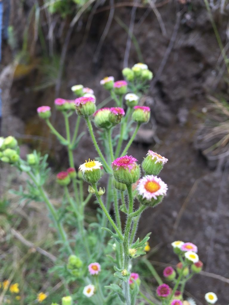 Erigeron apiculatus, photographed by Diego F. Cisneros-Heredia