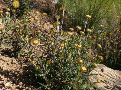 Coronidium oxylepis, photographed by Donald Hobern
