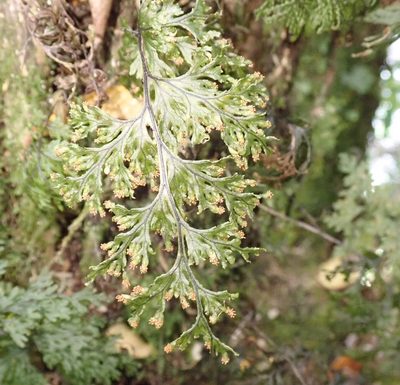 Hymenophyllum krauseanum, photographed by John Brew