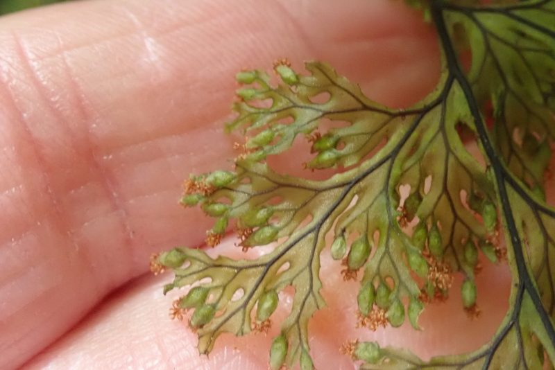 Hymenophyllum krauseanum, photographed by John Brew