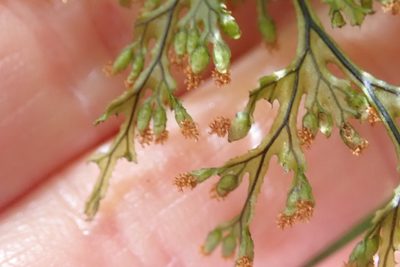 Hymenophyllum krauseanum, photographed by John Brew