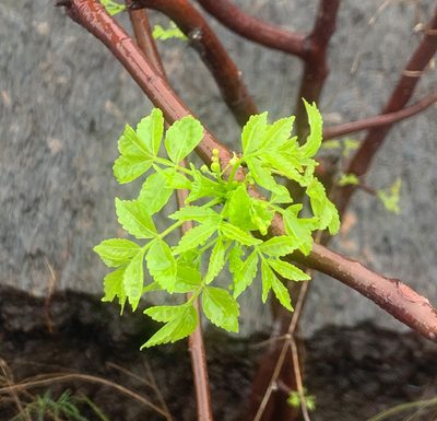 Bursera graveolens, photographed by Carrie Seltzer