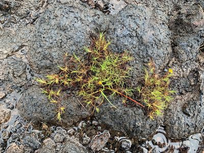 Pectis tenuifolia, photographed by Carrie Seltzer