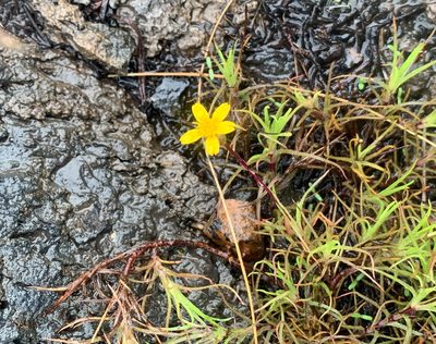 Pectis tenuifolia, photographed by Carrie Seltzer