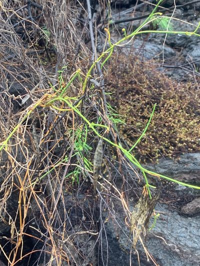 Funastrum angustissimum, photographed by Carrie Seltzer