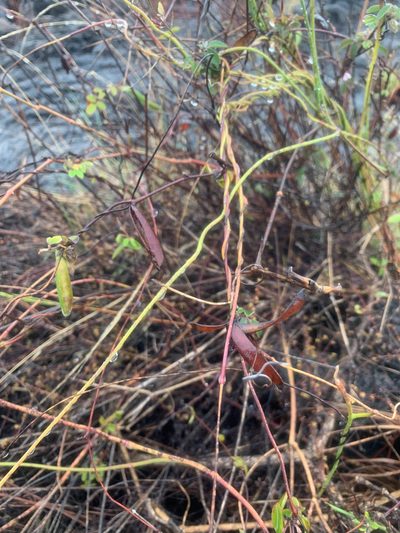 Funastrum angustissimum, photographed by Carrie Seltzer