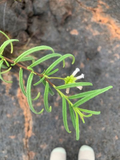 Varronia revoluta, photographed by Carrie Seltzer