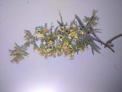 Ophryosporus peruvianus, photographed by cstobie