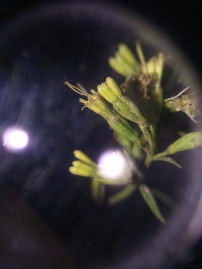 Ophryosporus peruvianus, photographed by cstobie