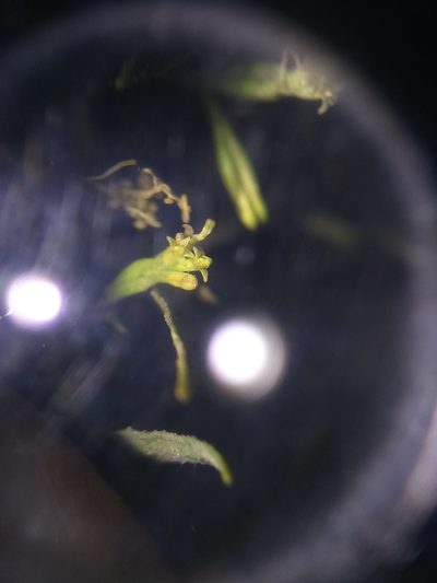 Ophryosporus peruvianus, photographed by cstobie