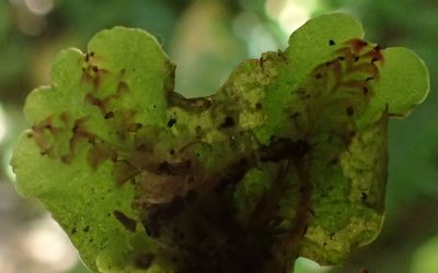 Marchantia foliacea, photographed by John Steel