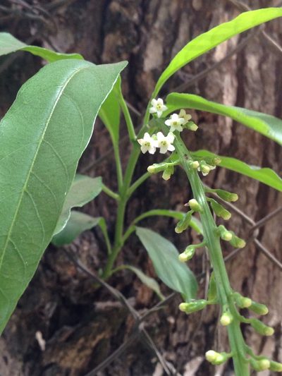 Citharexylum donnell-smithii, photographed by Matt Schultz