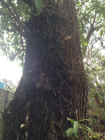 Citharexylum donnell-smithii, photographed by Matt Schultz