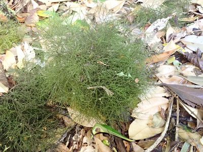 Rigodium implexum, photographed by John Brew
