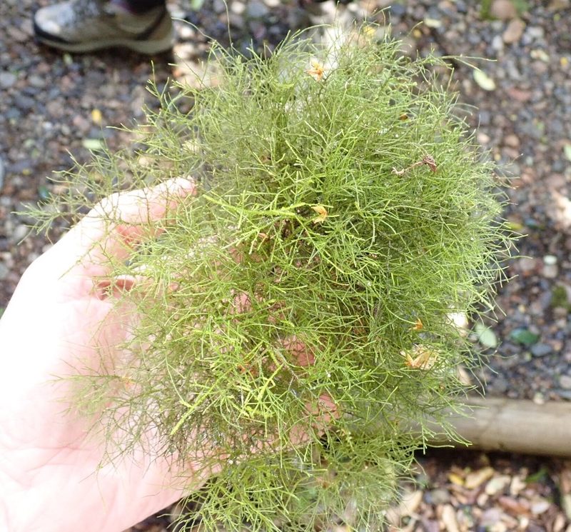 Rigodium implexum, photographed by John Brew