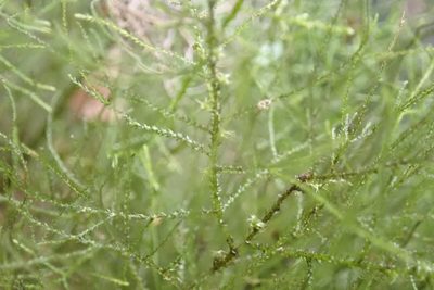 Rigodium implexum, photographed by John Brew