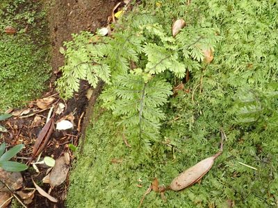 Hymenophyllum dentatum, photographed by John Brew