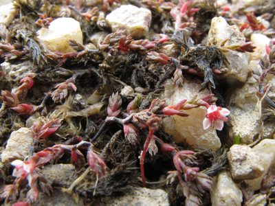 Crassula multicaulis, photographed by John Barkla