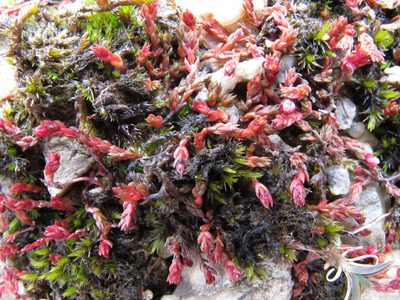 Crassula multicaulis, photographed by John Barkla